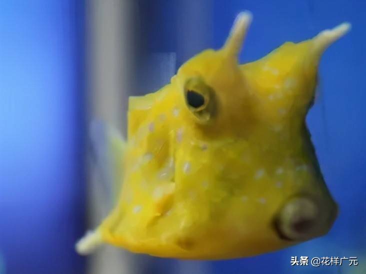 卡爾海洋世界海洋科普長角牛魚十大超怪異海洋生物之一