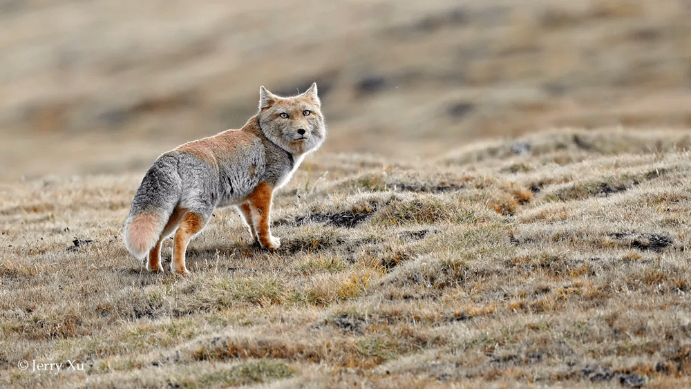 青藏高原藏狐千千万,哪里的藏狐最可爱?