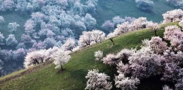 不到伊犁不知道新疆有多美，春天的伊犁漫山都是浪漫！
