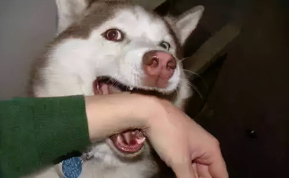 狗为啥会突然咬主人 294ba2289c484625a68311b512564f88.jpeg
