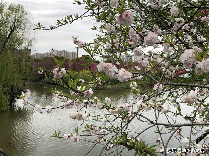 上海看桃花的好地方，欣赏乡村美景，回归自然的农家生活