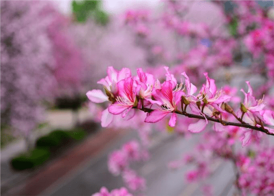 龙城网红花与风行T5 EVO让柳州再次惊艳