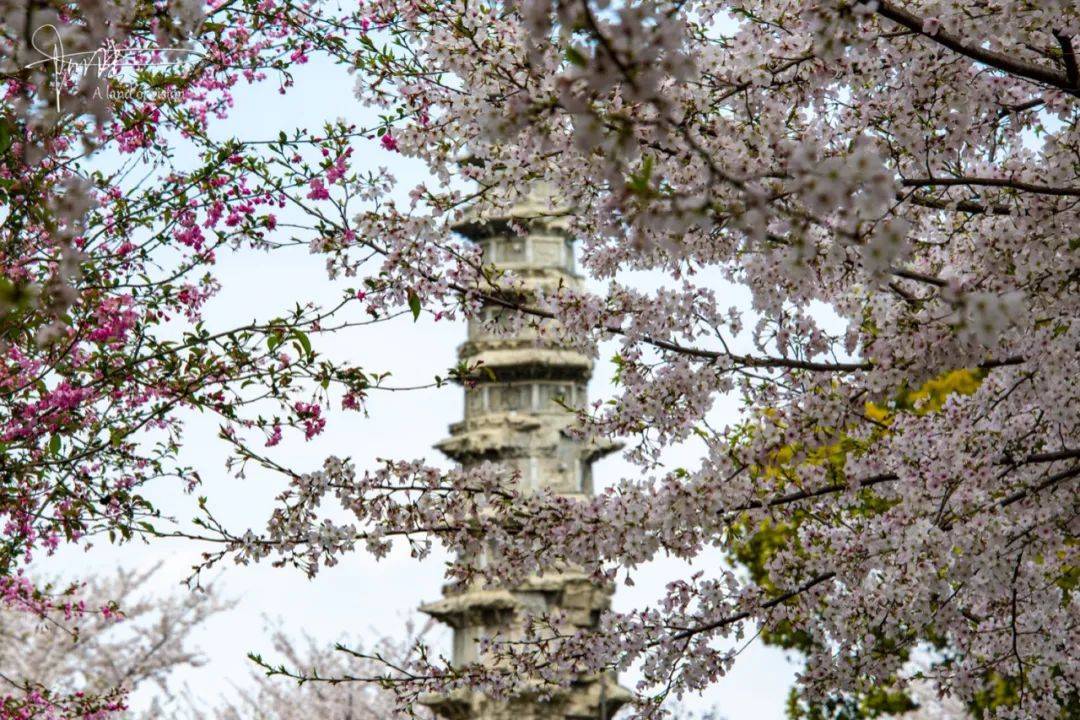 白塔公园的樱花很好看，可惜这几天白塔却不适合拍照，为什么呢？