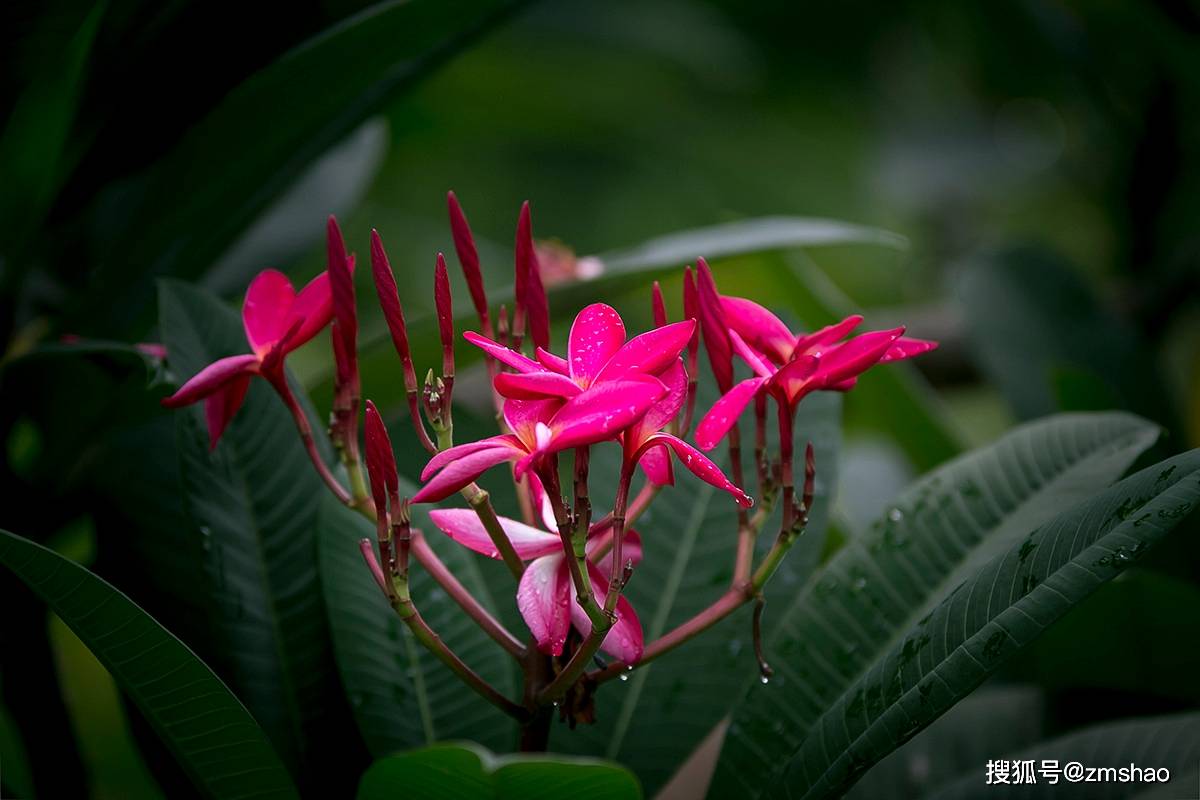 东南亚常见的鸡蛋花