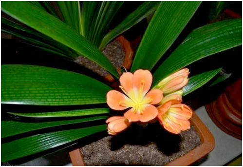 龟背竹怎么养才能发亮 fda6488212d54d64a64f7148c36adc2e.jpeg