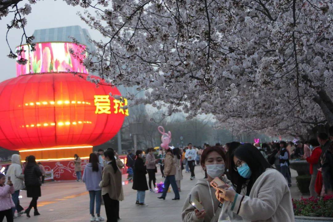 为方便大家赏樱，潍坊“市政府大院”停车场对外开放！真心点赞！?