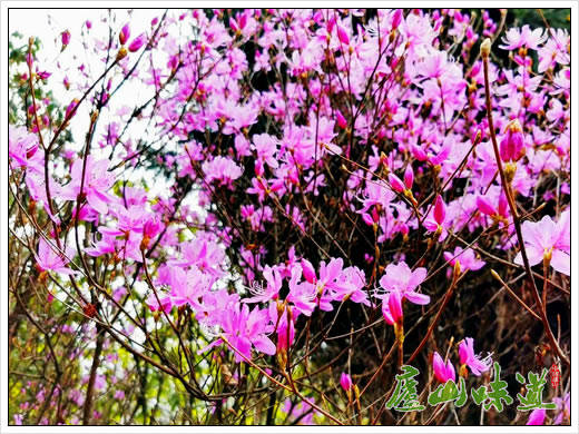 庐山景区：牛年春来急，中科院庐山植物园杜鹃花赏花季提前到来