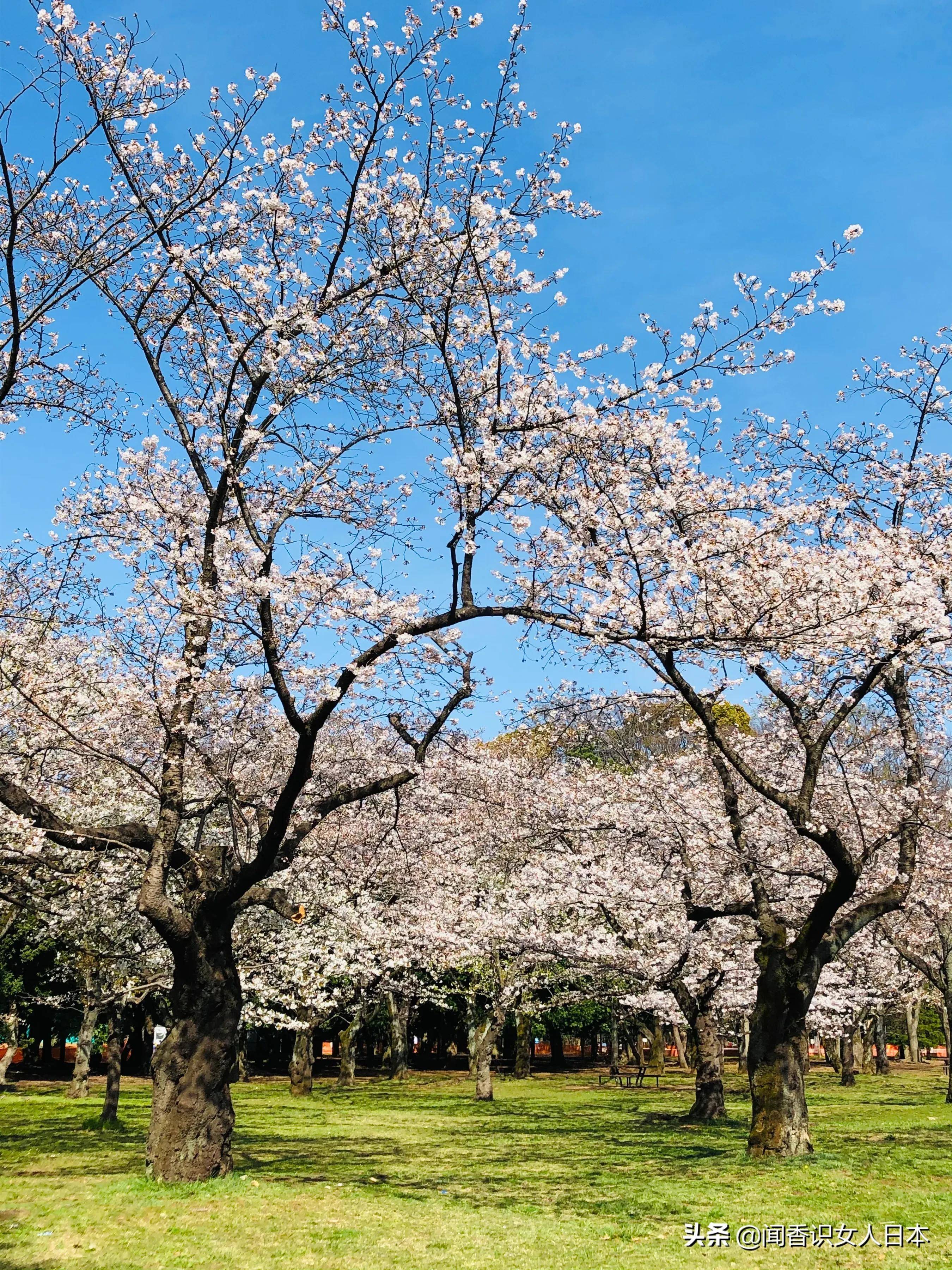 东京樱花季巡礼,好看的赏樱地都在这里了,收藏一下明年可以去看