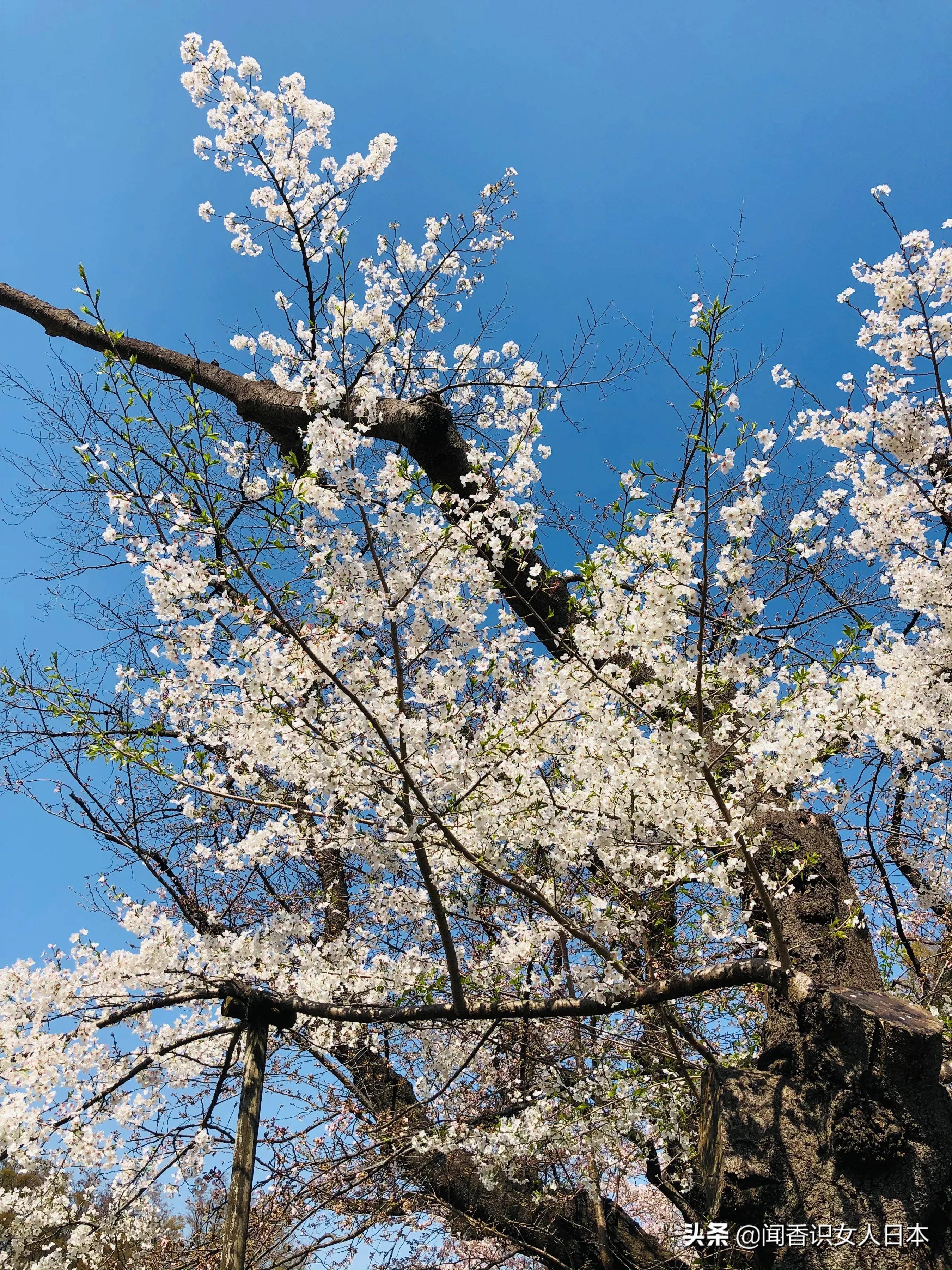 东京樱花季巡礼，好看的赏樱地都在这里了，收藏一下明年可以去看