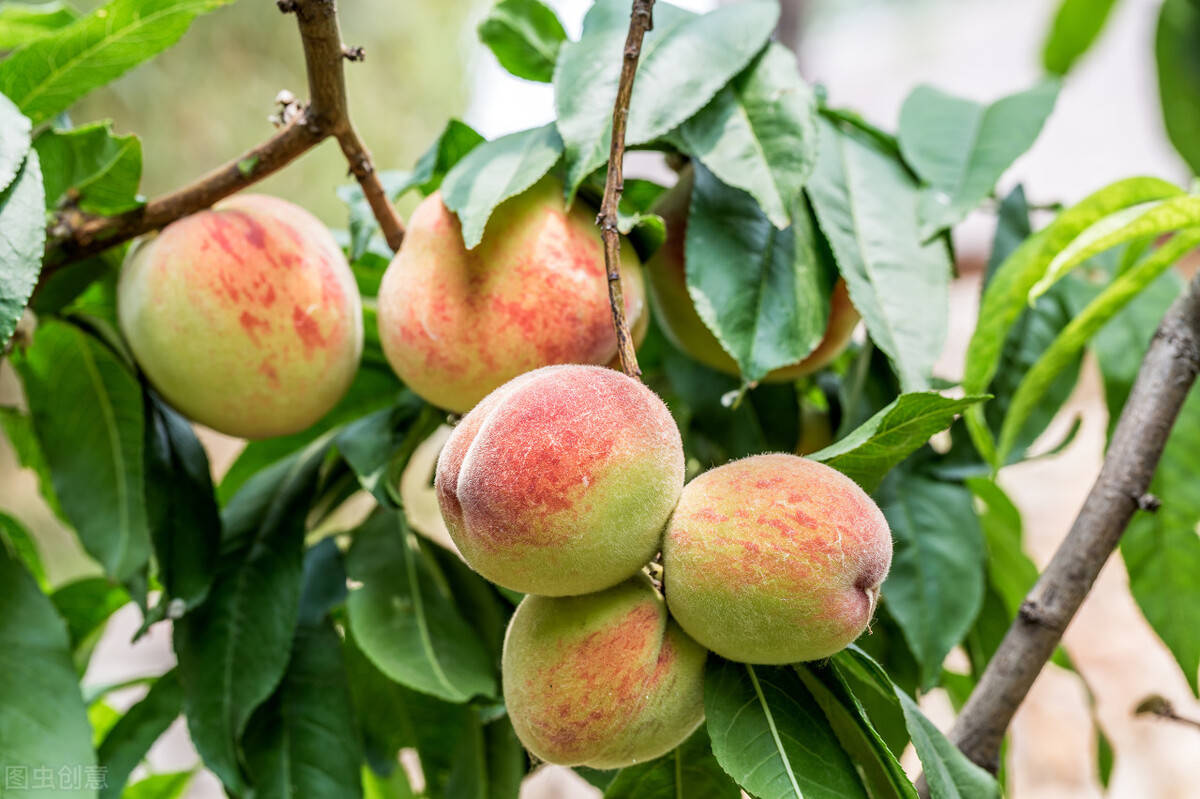 春桃挂满枝头,采摘乐趣不停!葫芦岛葫芦古镇春雪红桃来啦