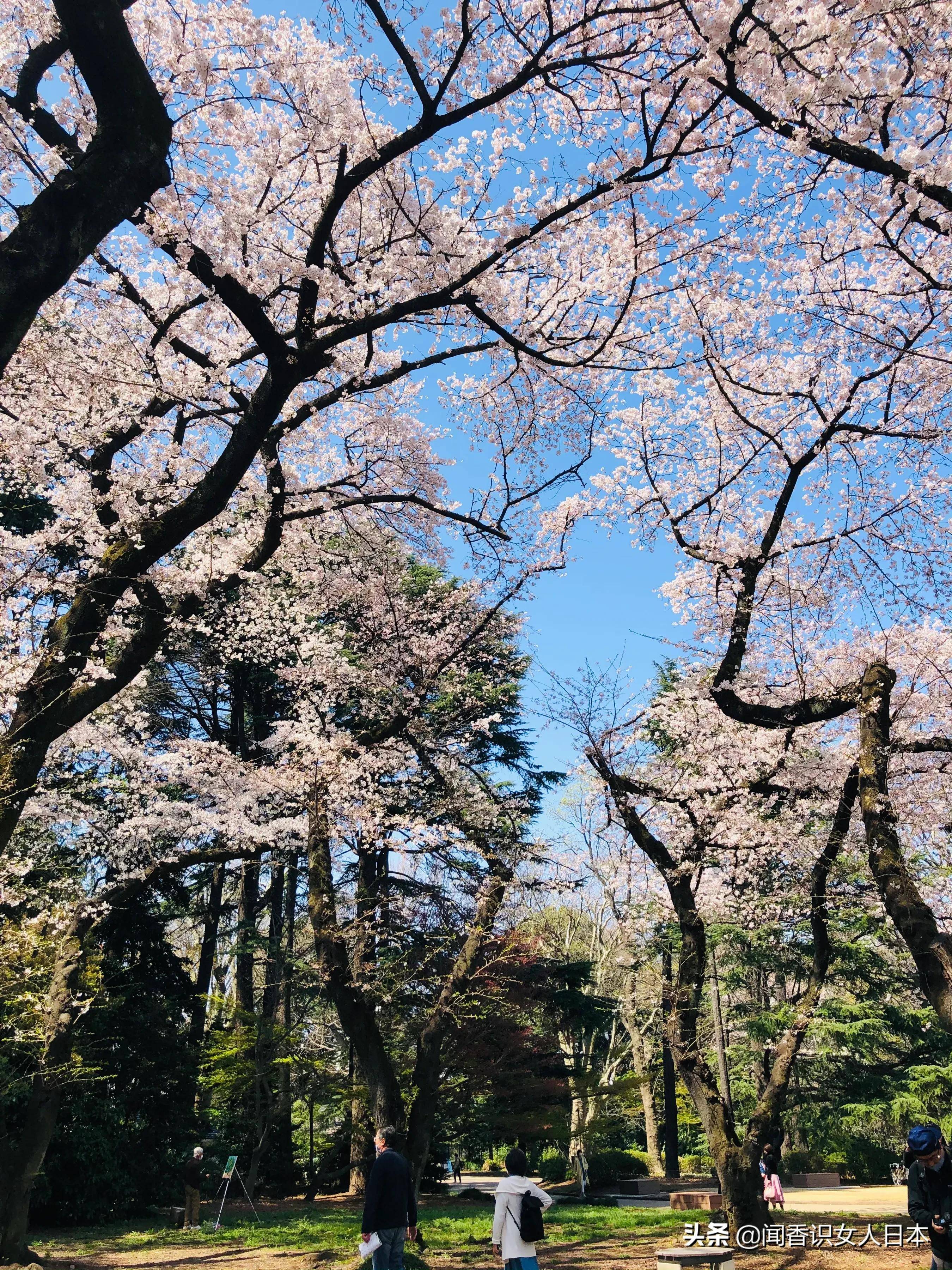 東京櫻花季巡禮,好看的賞櫻地都在這裡了,收藏一下明年可以去看