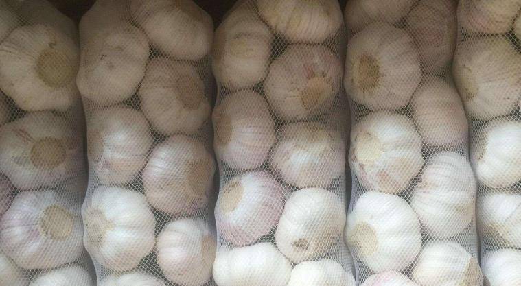 蒜头剥了皮怎么保存不发芽 c8184b7fc0744325a0eb029382f9e53a.jpeg