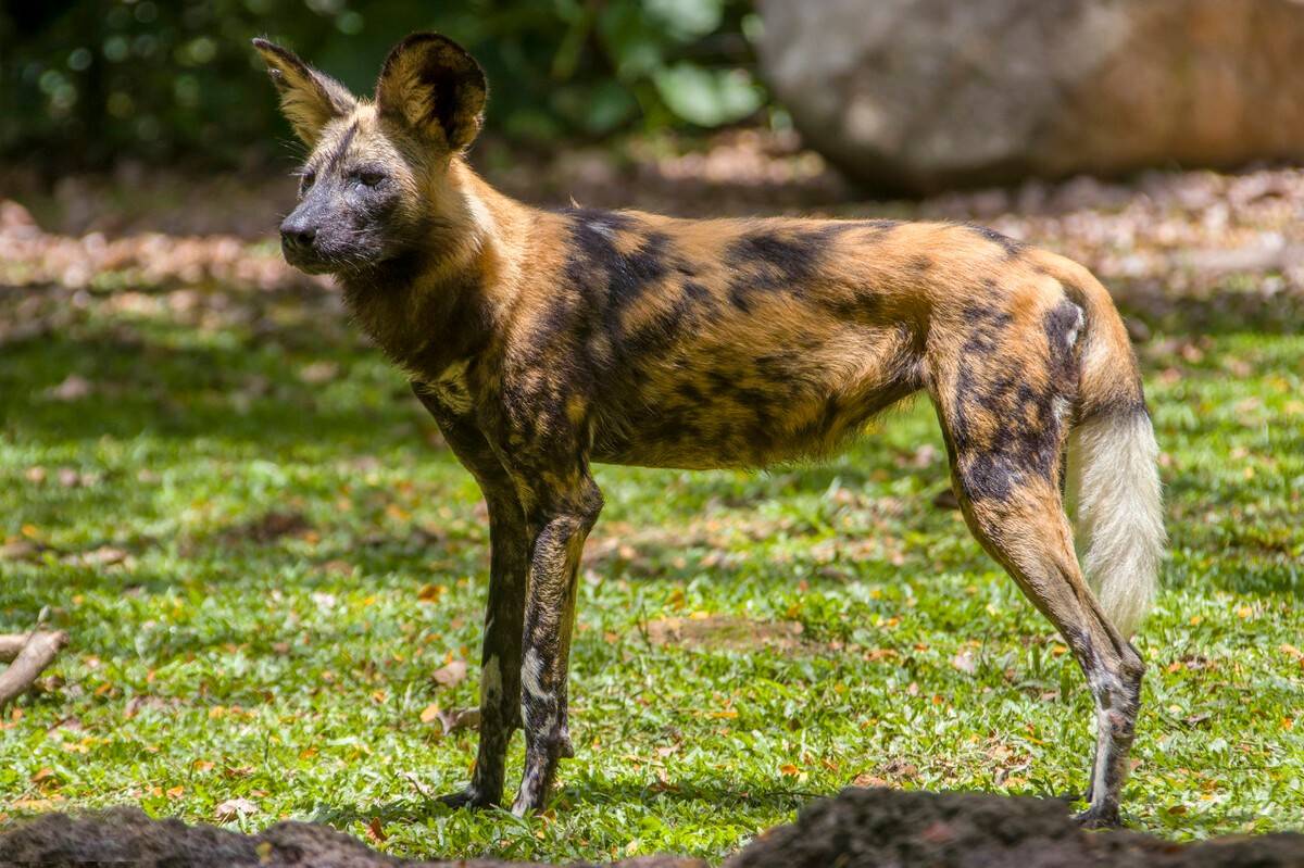 放弃交配权为首领养崽的非洲野犬凭啥成为比狼还团结的动物