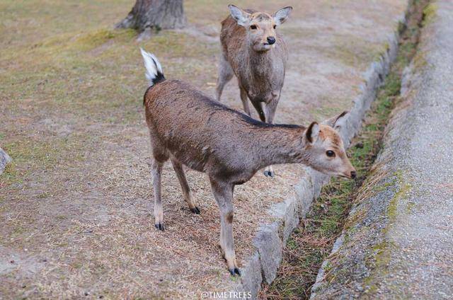 日本原始森林里面的寺庙真是太漂亮了，还有到处走动的小鹿