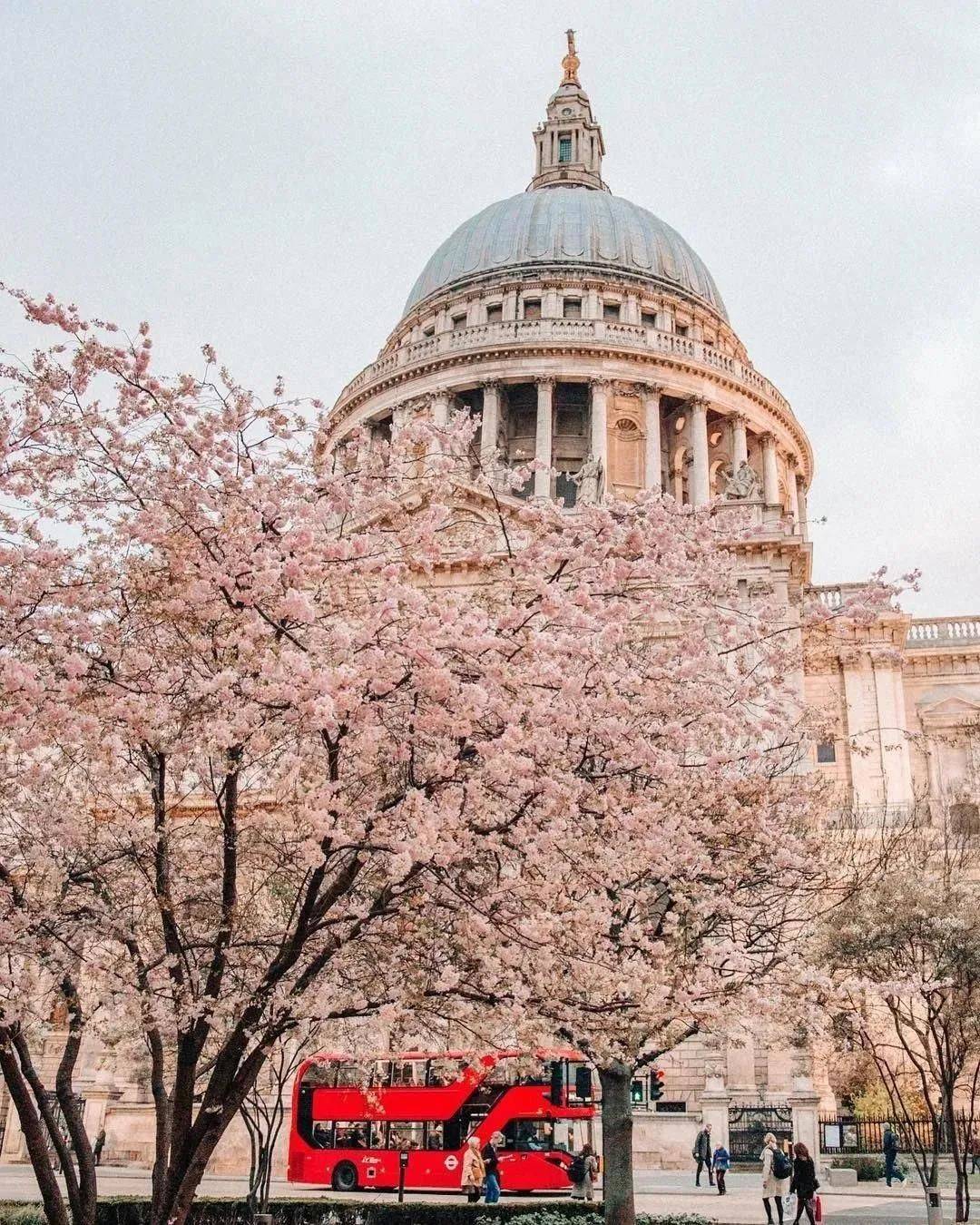 英国的春天终于来啦！浪漫樱花季，伦敦赏樱攻略请查收！