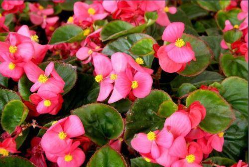 家庭养花选它 简单好养 花开满盆 花期长达300天 秋海棠