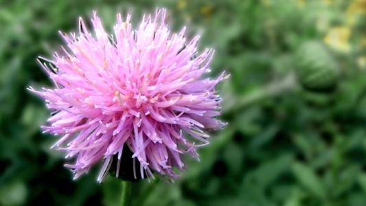 1种野草 开花紫红色 能长50厘米高 植株珍贵 人人见了都喜欢 野花