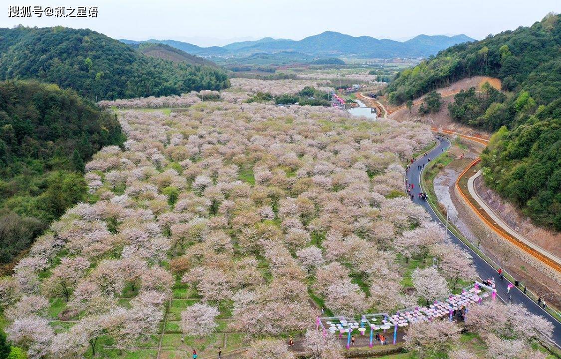 章镇张村樱花谷图片