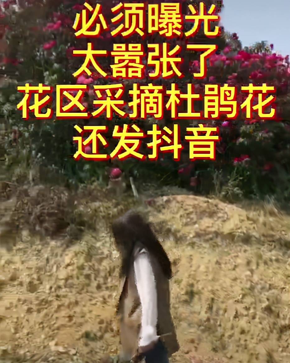 一点都不美！女子在杜鹃景区内，摘下杜鹃花只为拍视频？