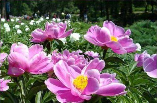 1种神仙水 是养花的万能水 啥花都越浇越旺盛 您用过吗 花卉 1种神仙水 是养花的万能水 啥花都越浇越旺盛 您用过吗 花卉
