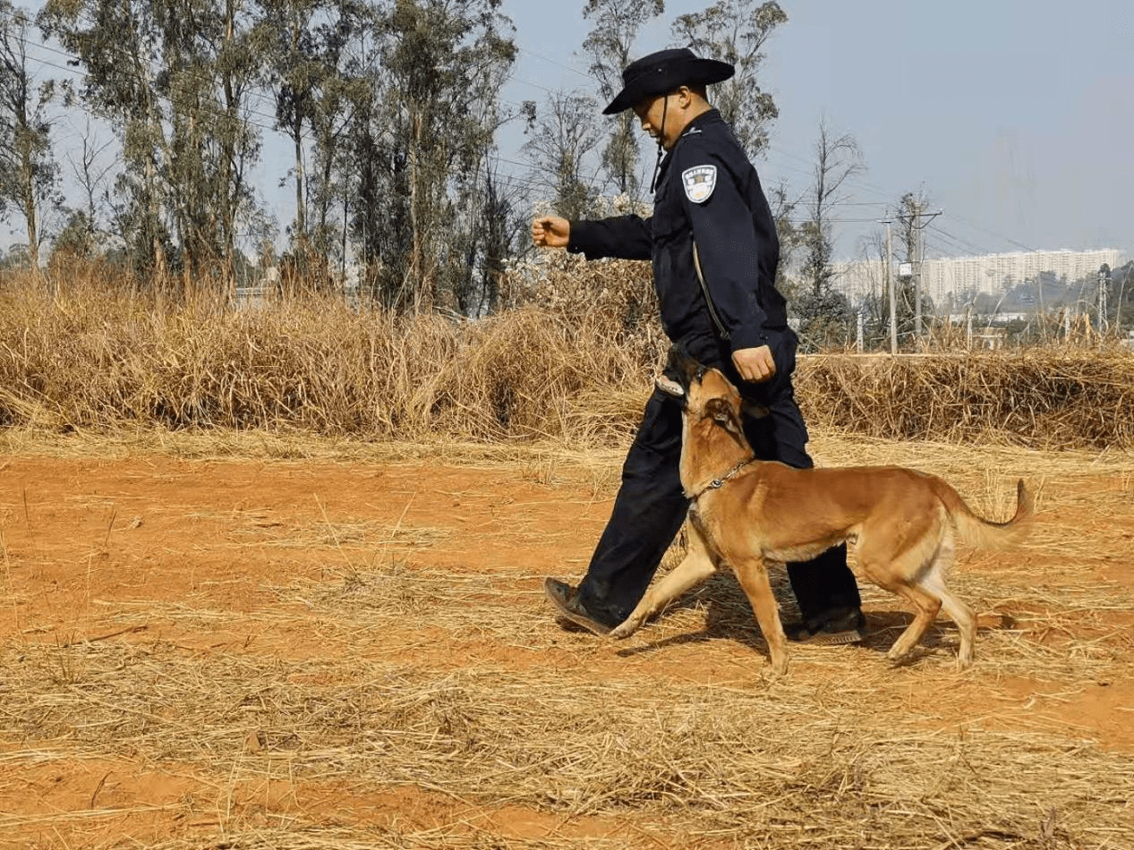 來源:雲南出入境邊防檢查總站昆明警犬訓練基地通訊員:羅珮雯返回搜狐