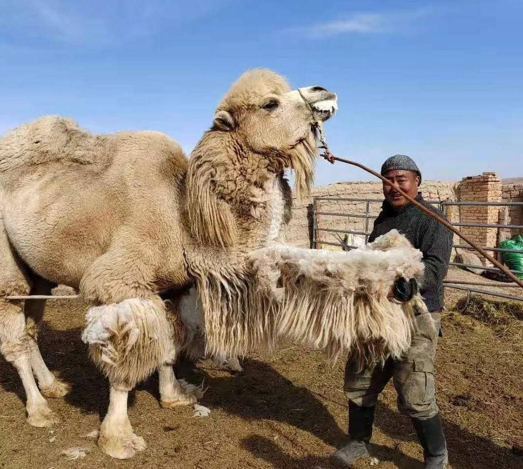 每月口粮3万起，迪拜皇室8500只骆驼集体为双11打工 | CBNData