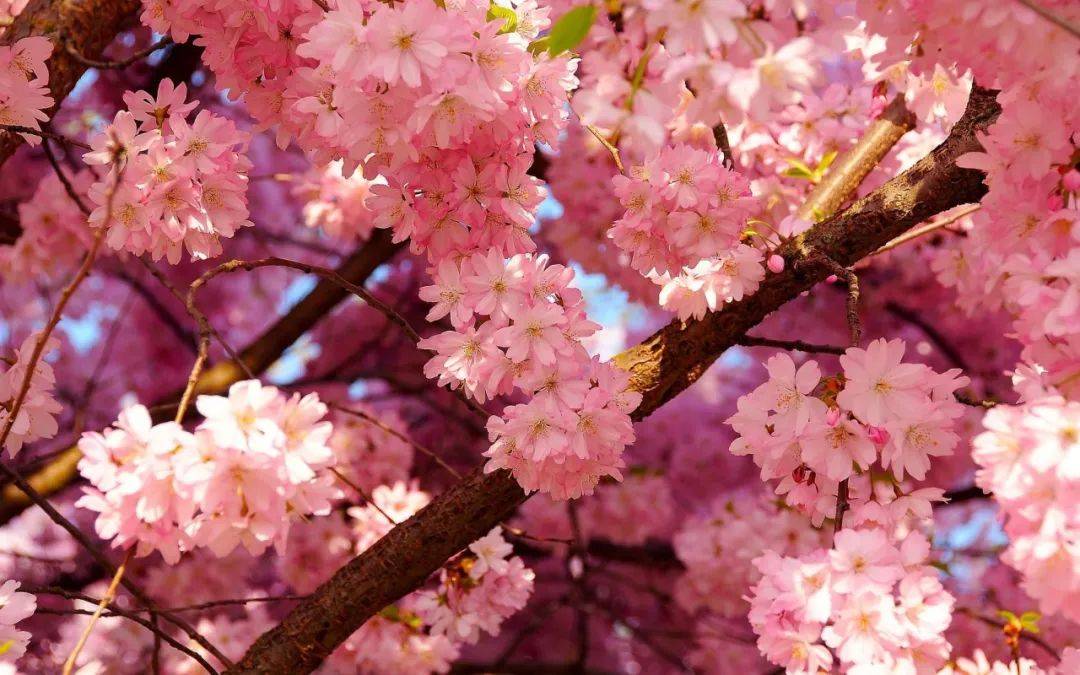 【诗词鉴赏】10首描写樱花的诗词，共赏如云似霞的诗意春天！