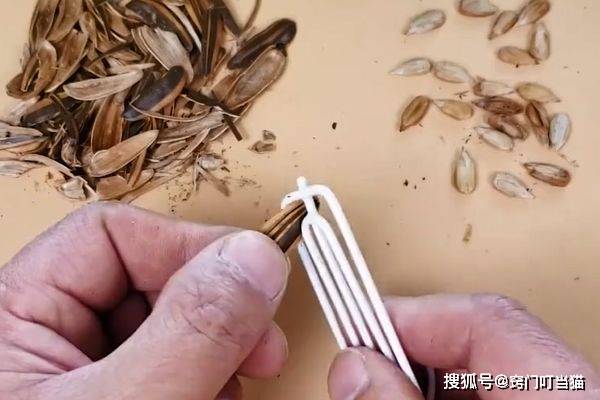 怎样快速剥瓜子用手 a035f09e54a546a3b023f75f309345a8.jpeg
