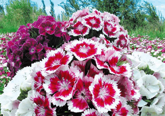 盆栽花卉种子专卖 afae4ebc39924f61b5d50b8f6bc77fd7.png