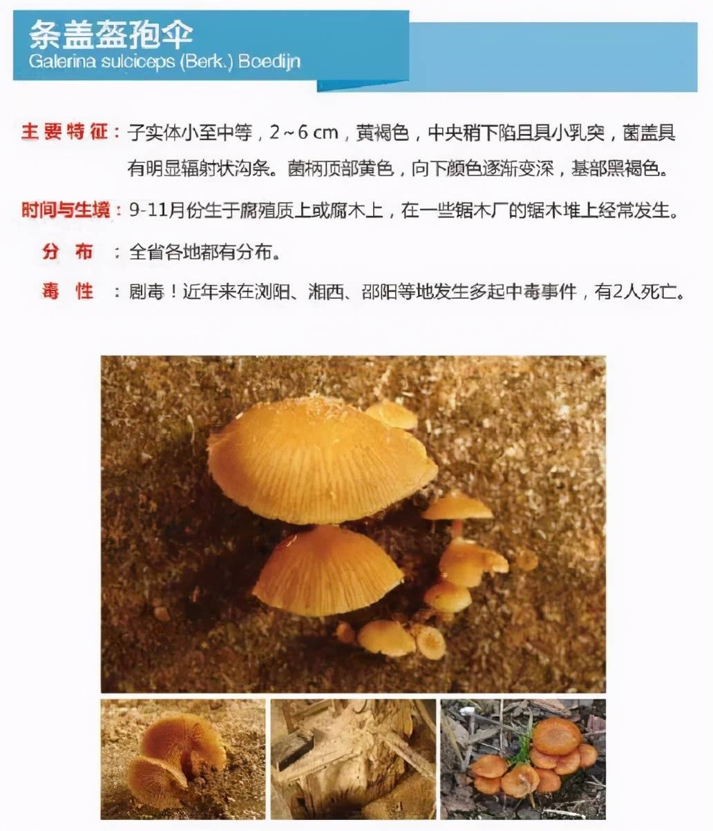 又到暴发季湘潭人警惕这东西碰不得附有奖答题