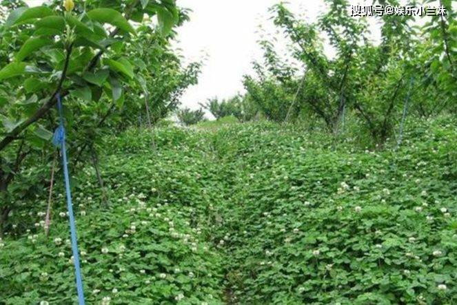 白三叶到底是作牧草还是草坪好 南北皆可种植 种一次能用10年 效果