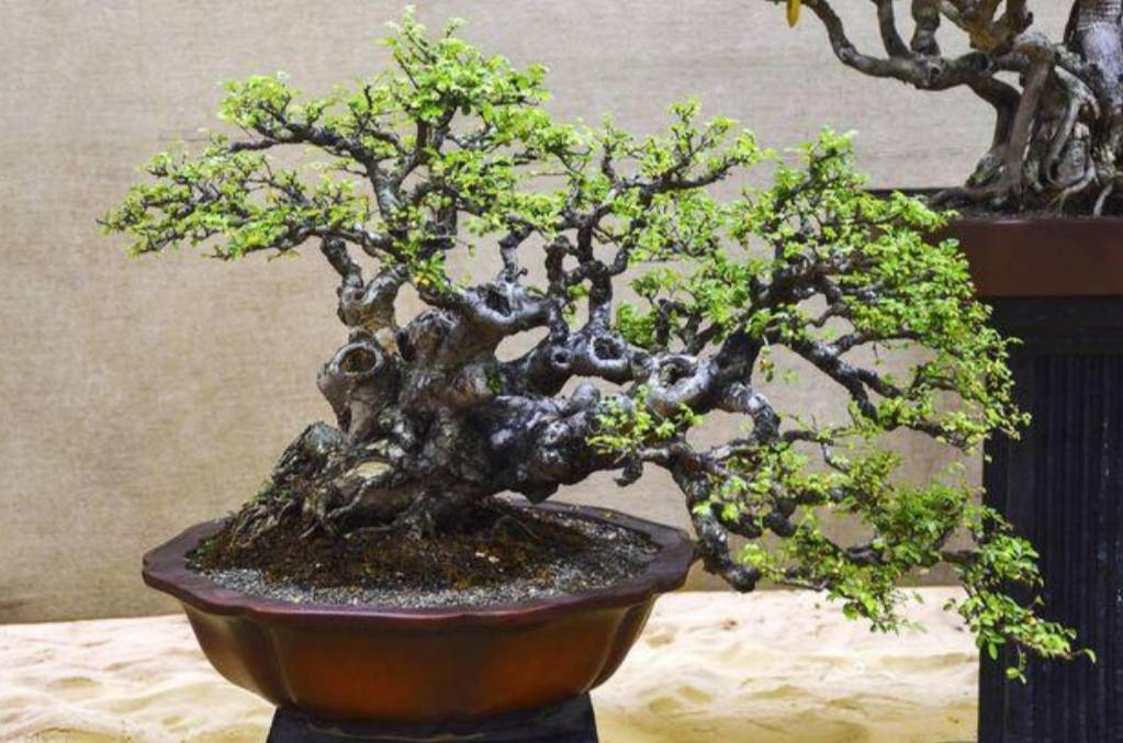 原创农村常见的榆树疙瘩做成盆景古朴苍劲树姿潇洒