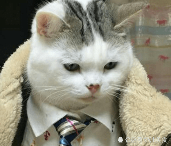 原创搞笑段子哥几个开一家公司特取名能力营业执照傻眼了