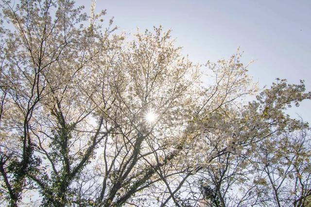 武隆也有个和顺古镇，这里的春天惊艳了眼眸，柔美了时光！