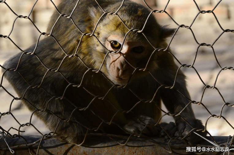 心中困兽 来自搜狐网