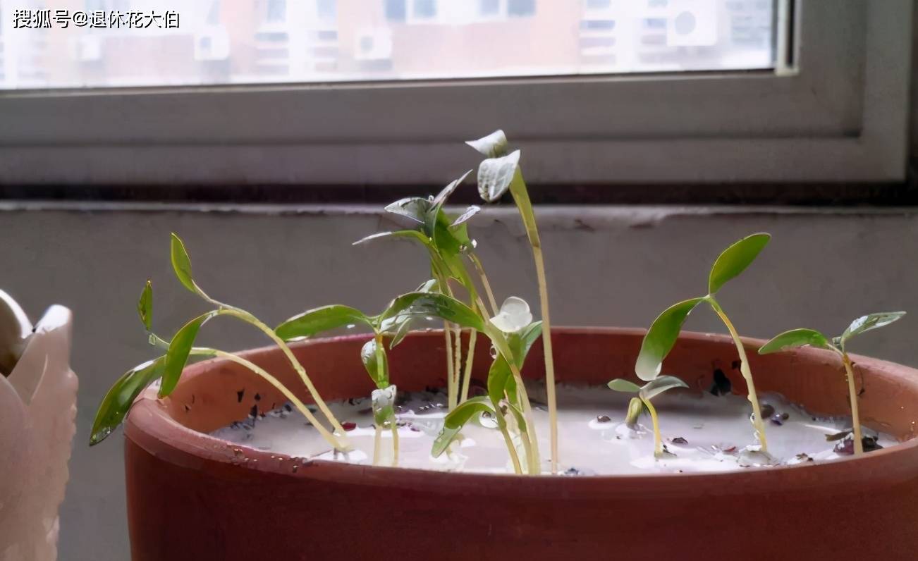 室内盆栽花草植物怕招虫子 花友该做好哪些 预防措施 虫害