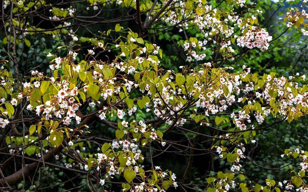 自然丨最美人间四月天龙泉山桐子花开了