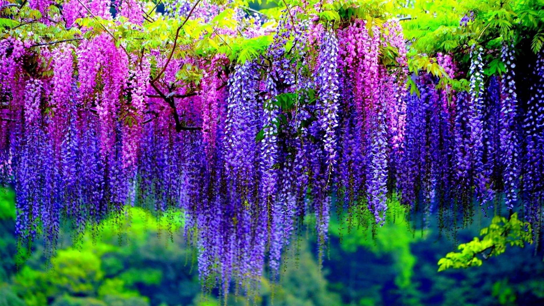 摄影图片欣赏：日本足利花卉公园的“紫藤花物语”