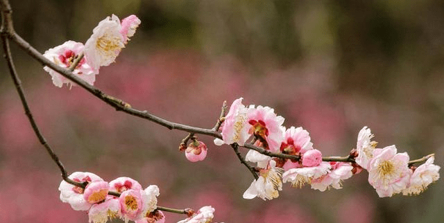 花中之魁 十大名花之首为什么是开百花之先 独天下而春的梅花 时期