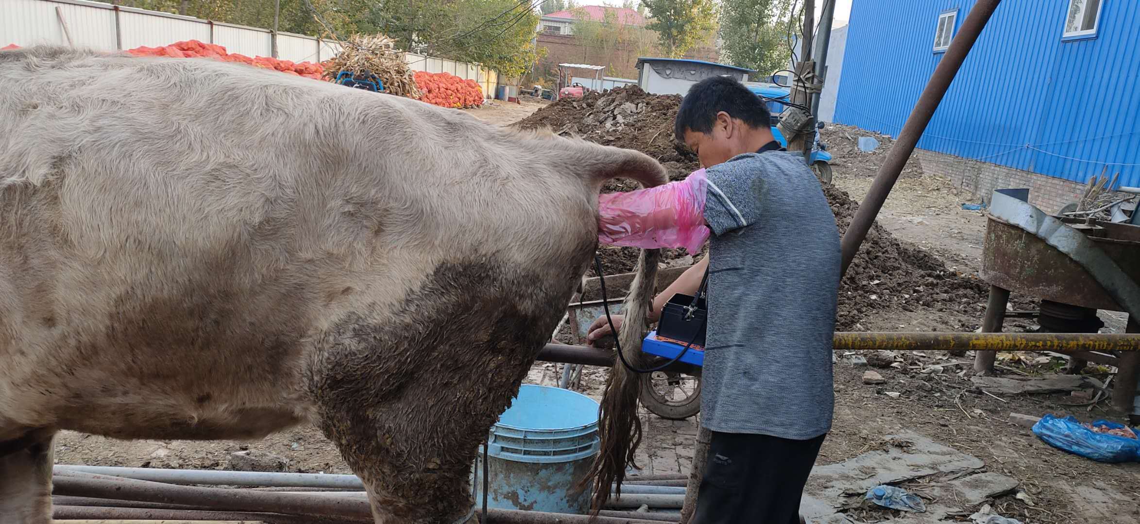 牛用b超仪与直肠检测的优缺点_母牛