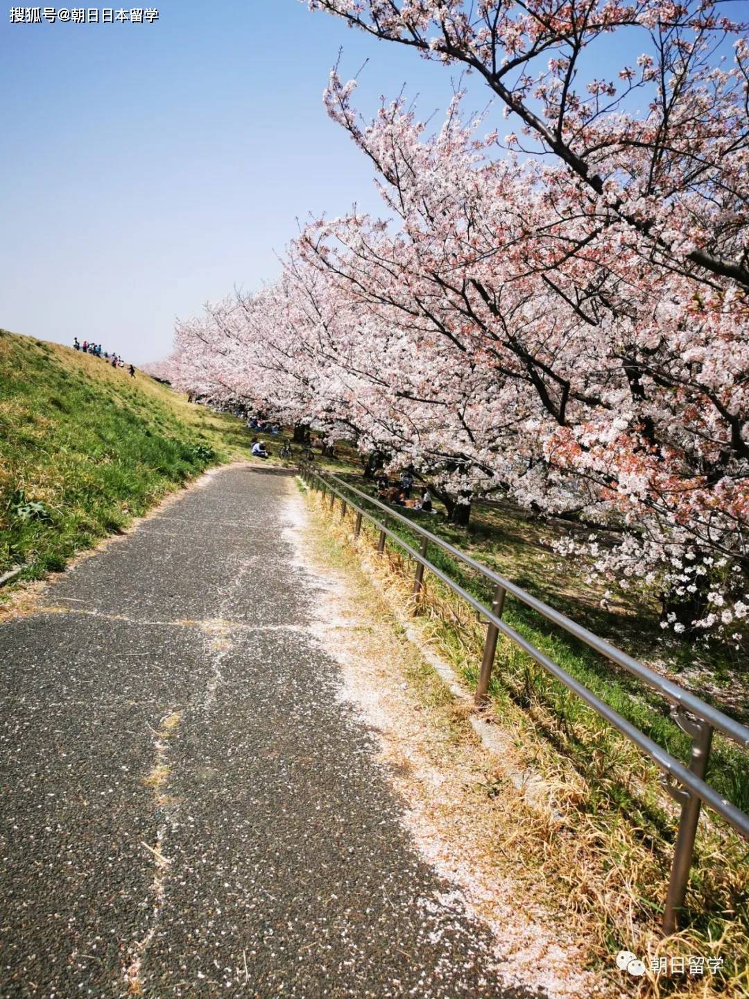 【日本留学生活】2021年赏樱，你去了吗？