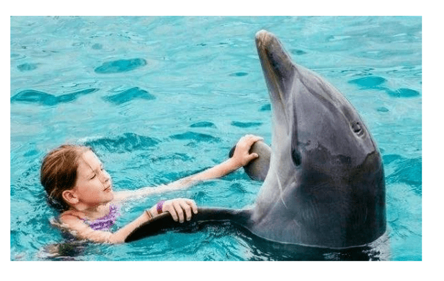 海豚为什么喜欢人类