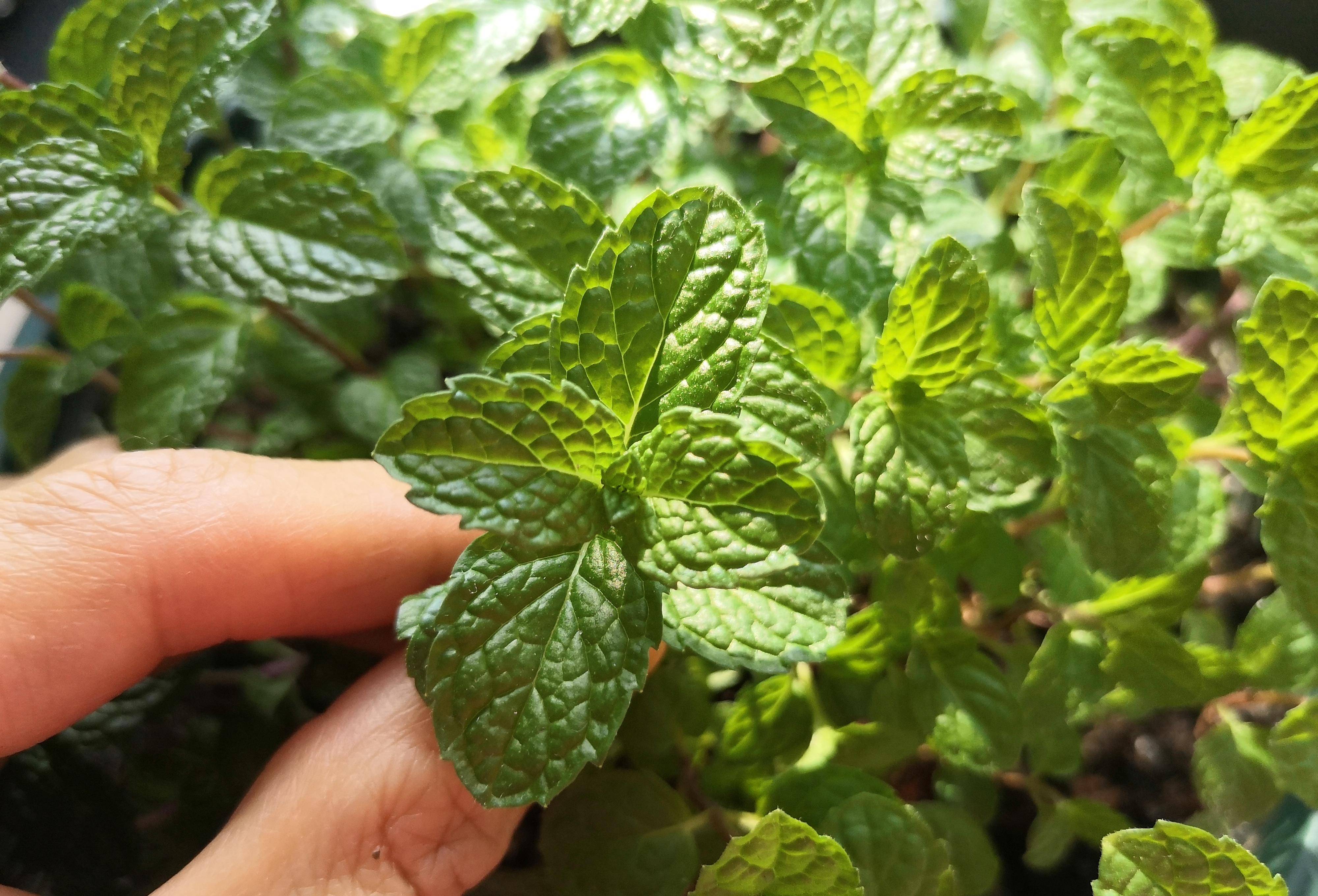 云南特色菜肴薄荷炒牛肉薄荷清凉爽口牛肉嫩滑鲜香美味呀