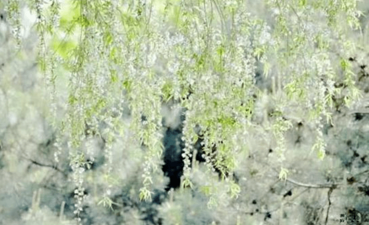 诗词鉴赏四月柳絮飞如雪十二首有关柳絮的诗词67飘进诗意的春天里