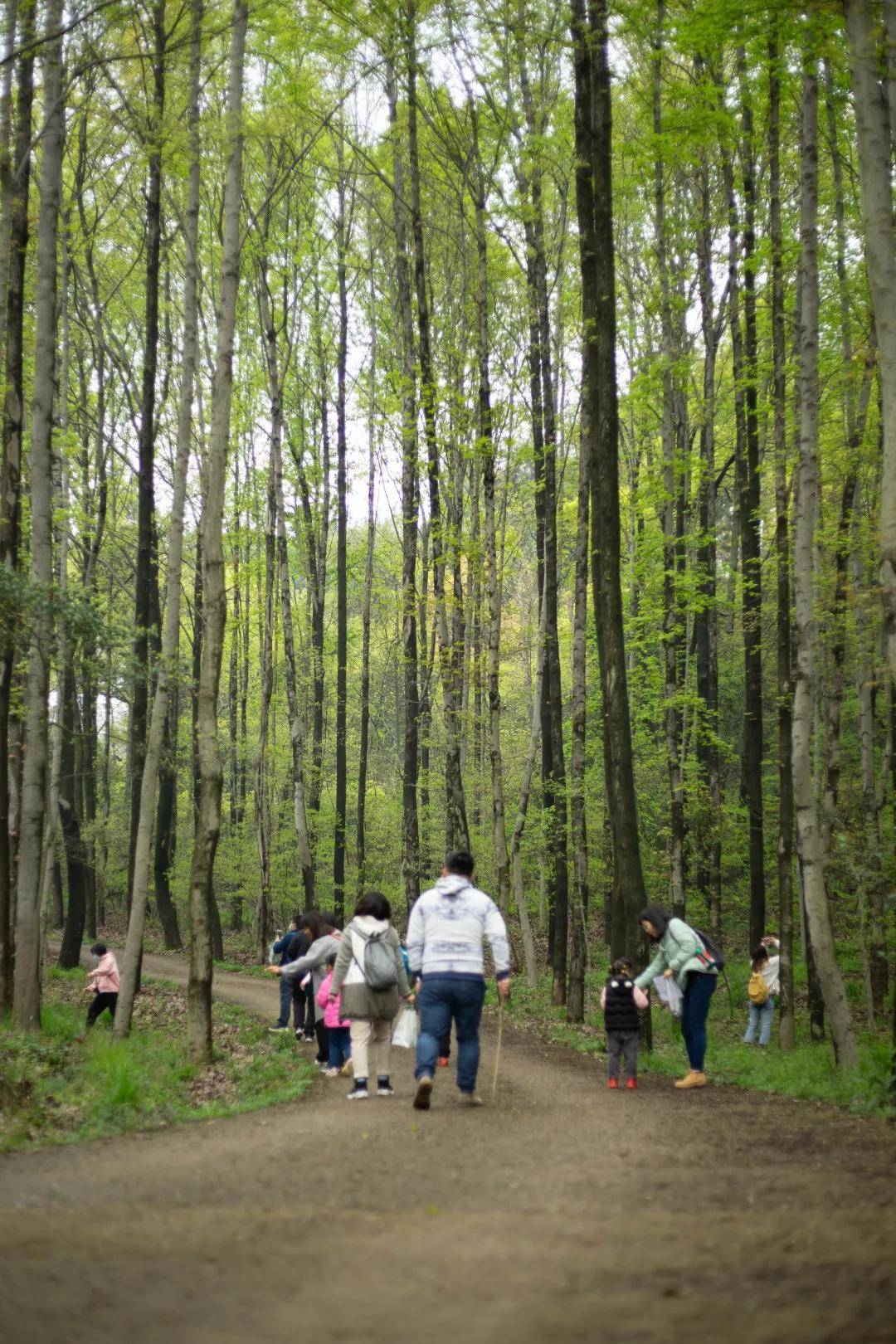 森林徒步，春日周末就应该去天然氧吧玩耍！
