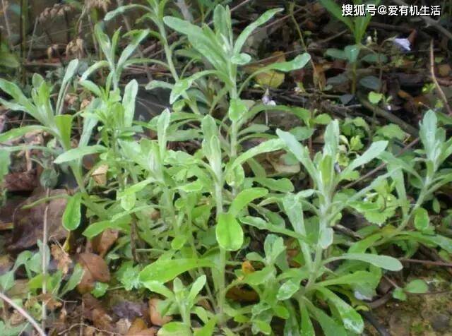 农村漫山遍野的清明菜,清明节前后食用味道最佳,再不吃就老了!_野菜