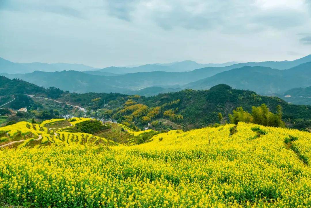 清明踏青節,篁嶺油菜花不放假通知!(內附最全古村踏青賞花攻略)_婺源