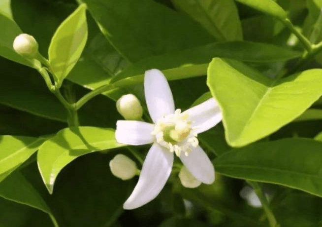 柑橘如何保花保果效果好 管理