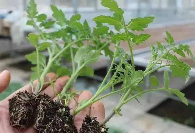 沙参什么时候种什么时候收 b1b5f675bf874feca55e32bceae489b1.jpeg