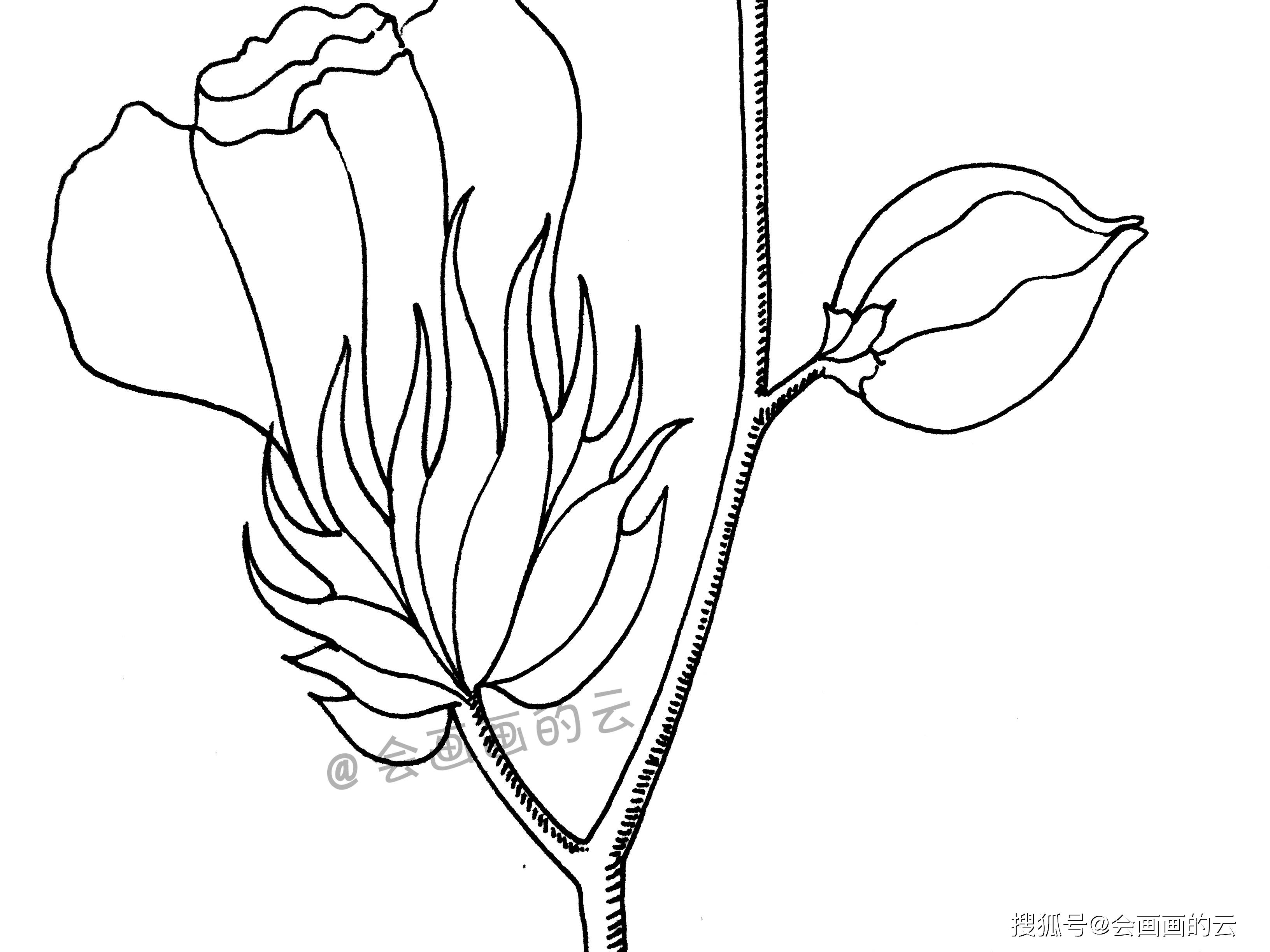 手把手教你畫簡筆畫一朵可愛的小棉花